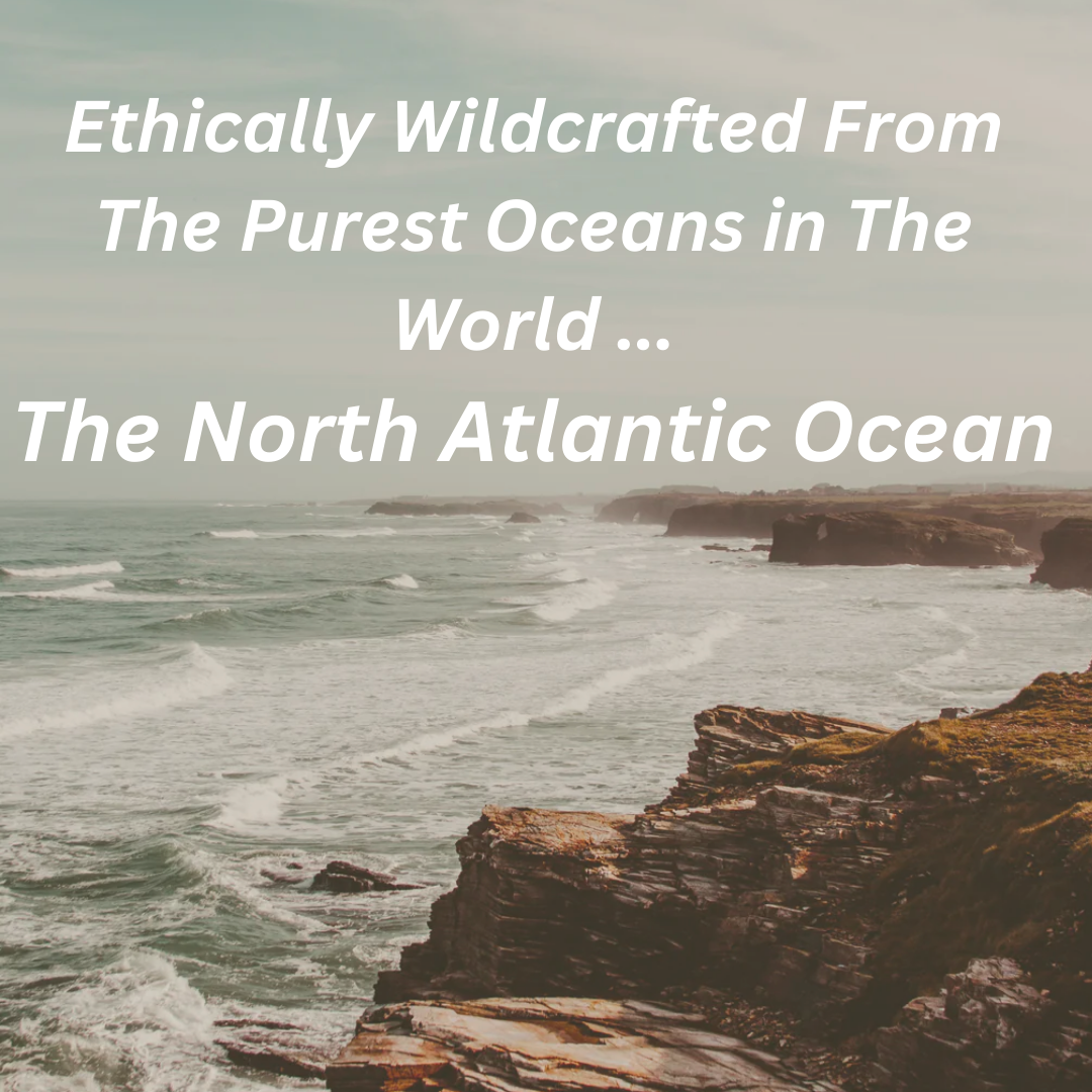 Irish Sea Moss I Wildcrafted & Organic